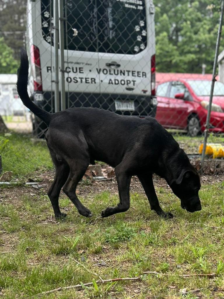 Enlarge Rex, a Adoptable mixed breed in Mena, AR image 5/5