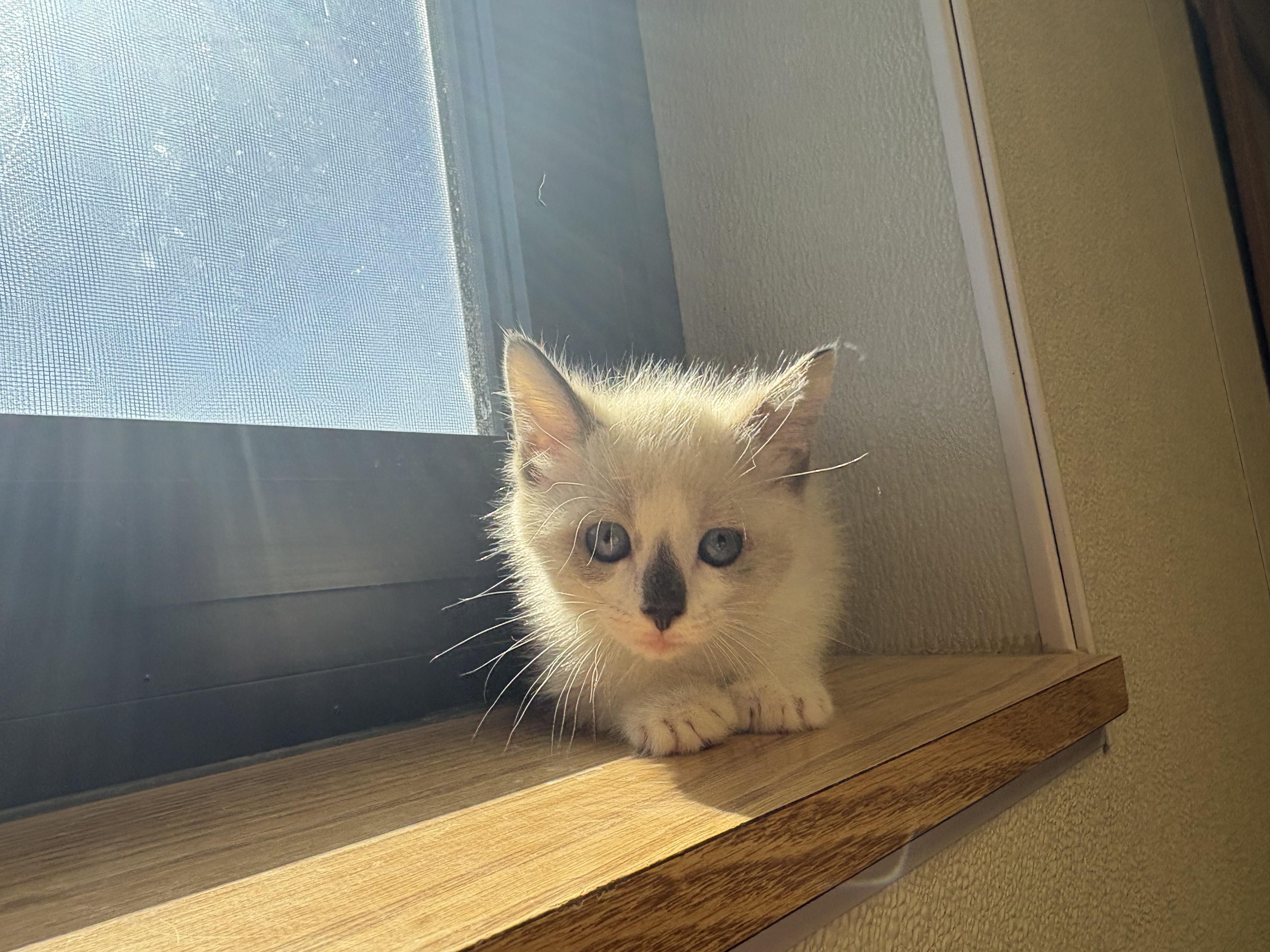 Enlarge Sword of Truth Kitties, a Adoptable mixed breed in Hays, KS image 4/5