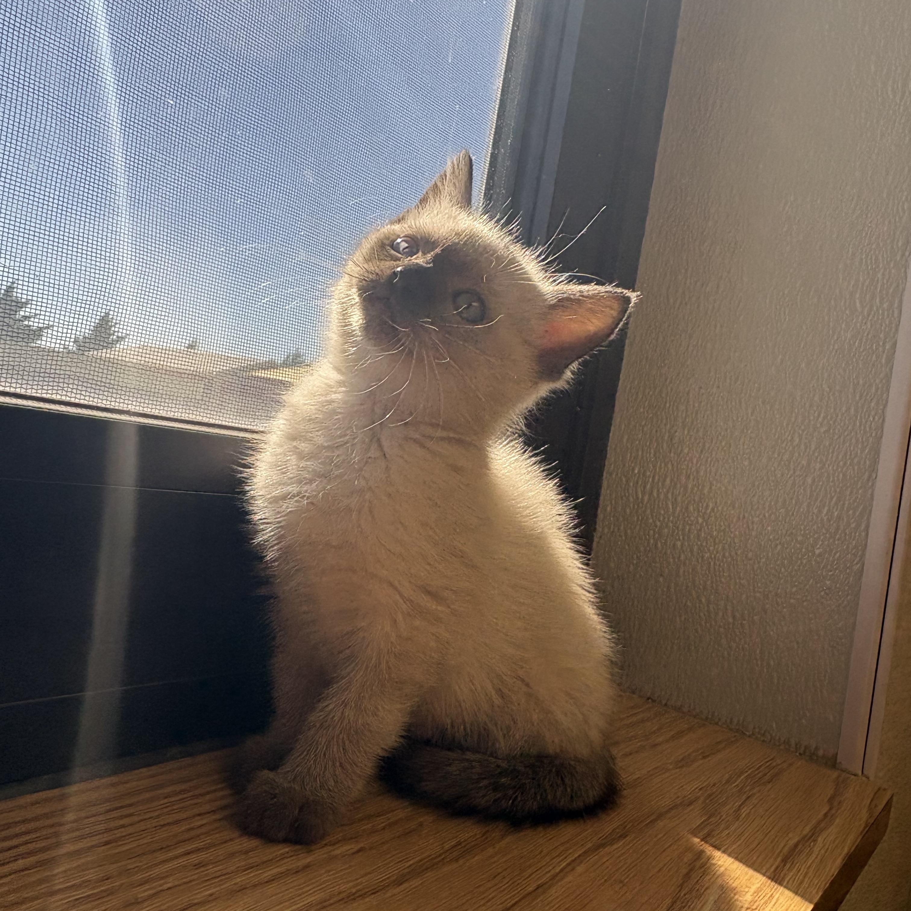 Enlarge Sword of Truth Kitties, a Adoptable mixed breed in Hays, KS image 3/5