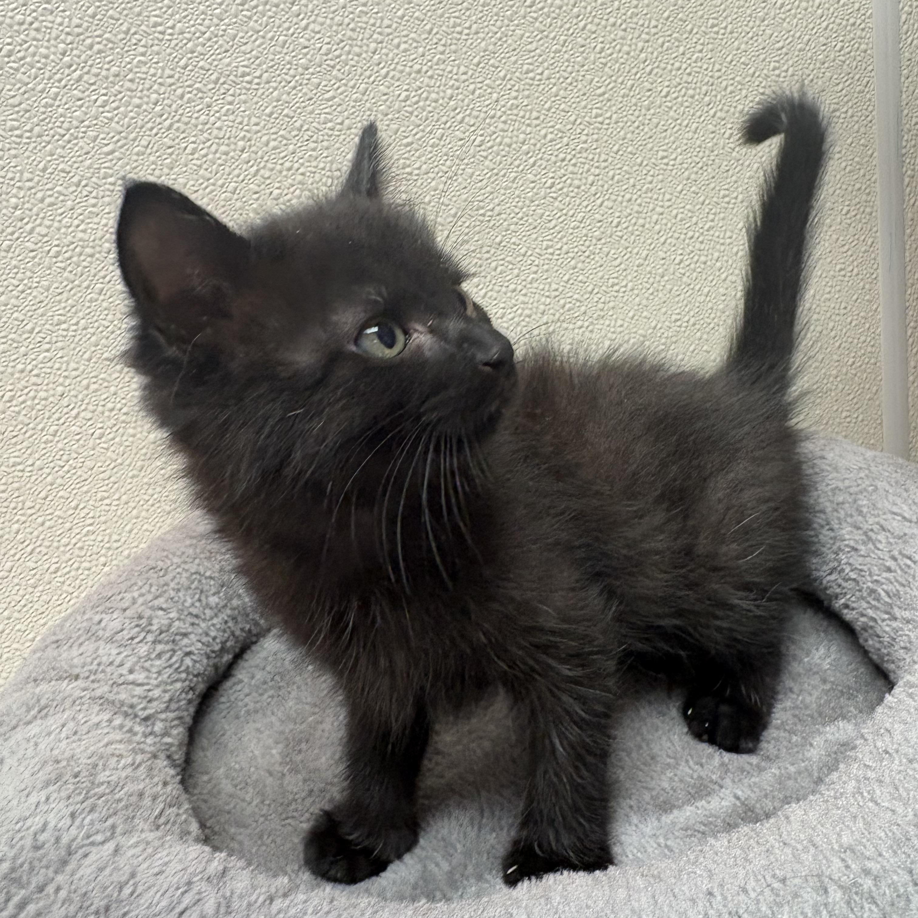 Enlarge Sword of Truth Kitties, a Adoptable mixed breed in Hays, KS image 2/5