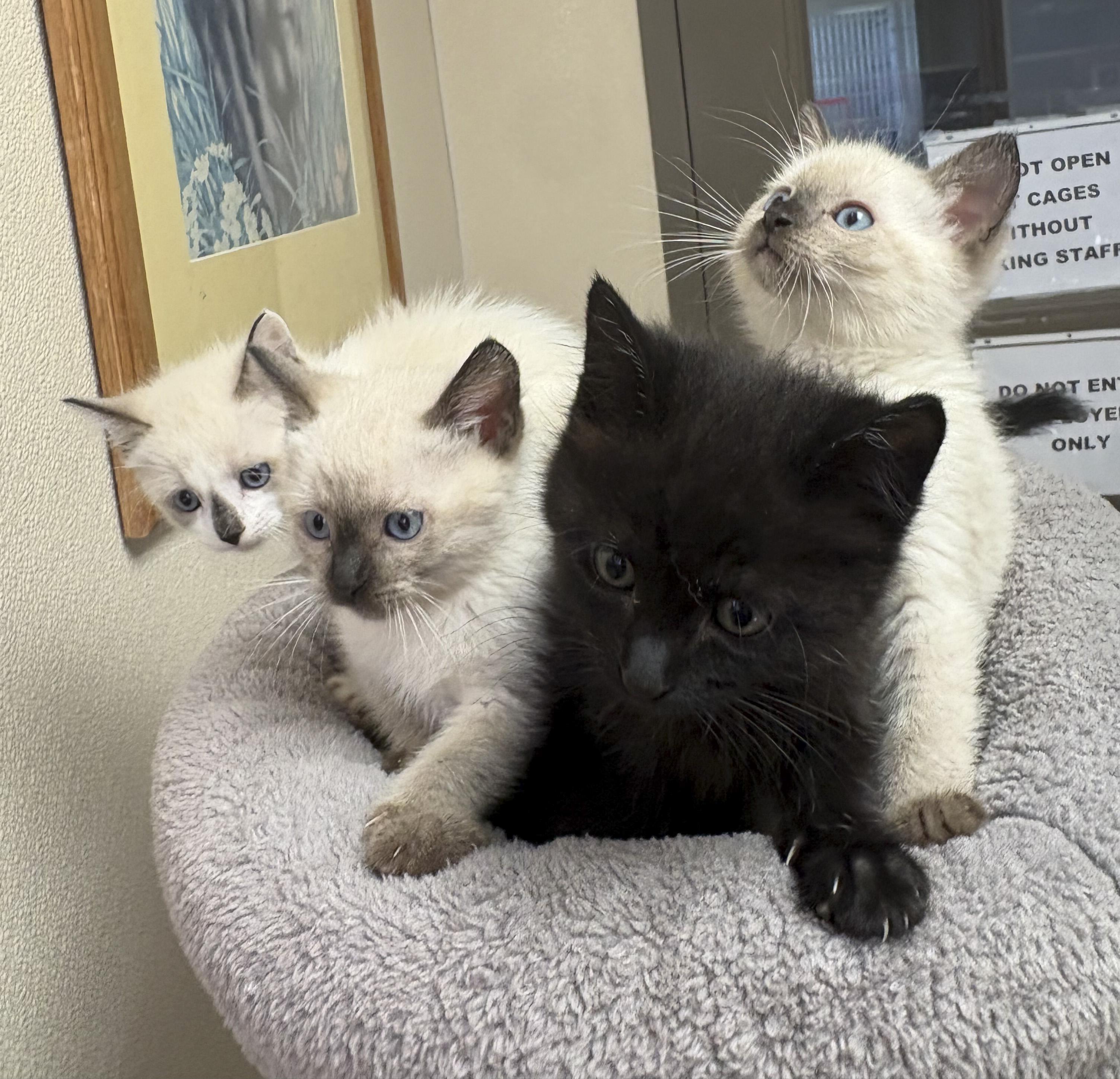 Enlarge Sword of Truth Kitties, a Adoptable mixed breed in Hays, KS image 1/5