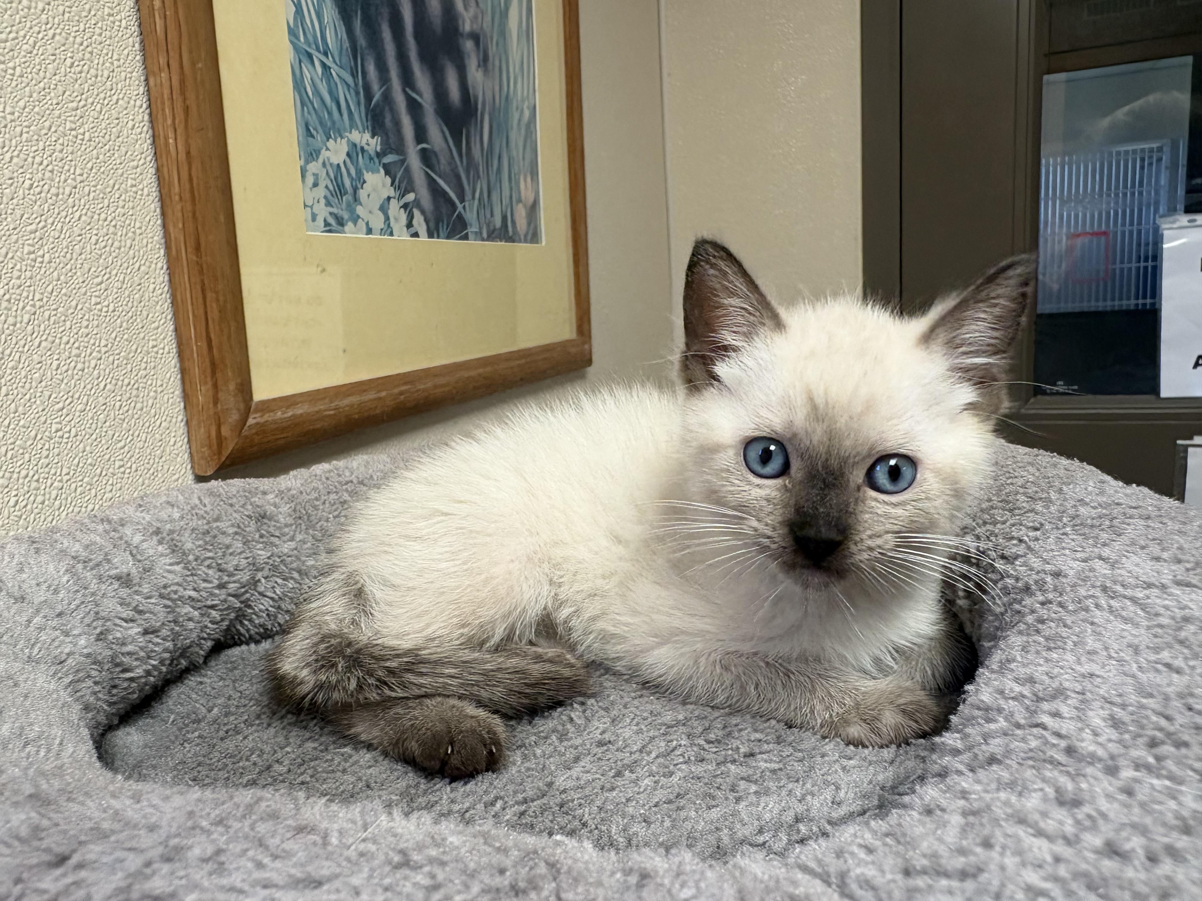 Enlarge Sword of Truth Kitties, a Adoptable mixed breed in Hays, KS image 5/5