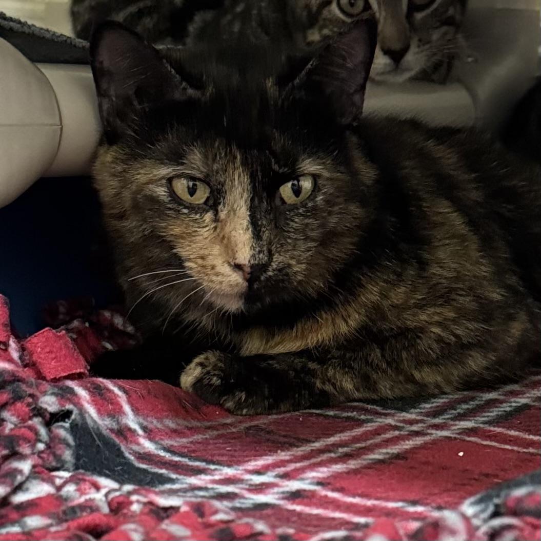 Bella, a Adoptable Domestic Short Hair in Little Falls, NY image 2/2