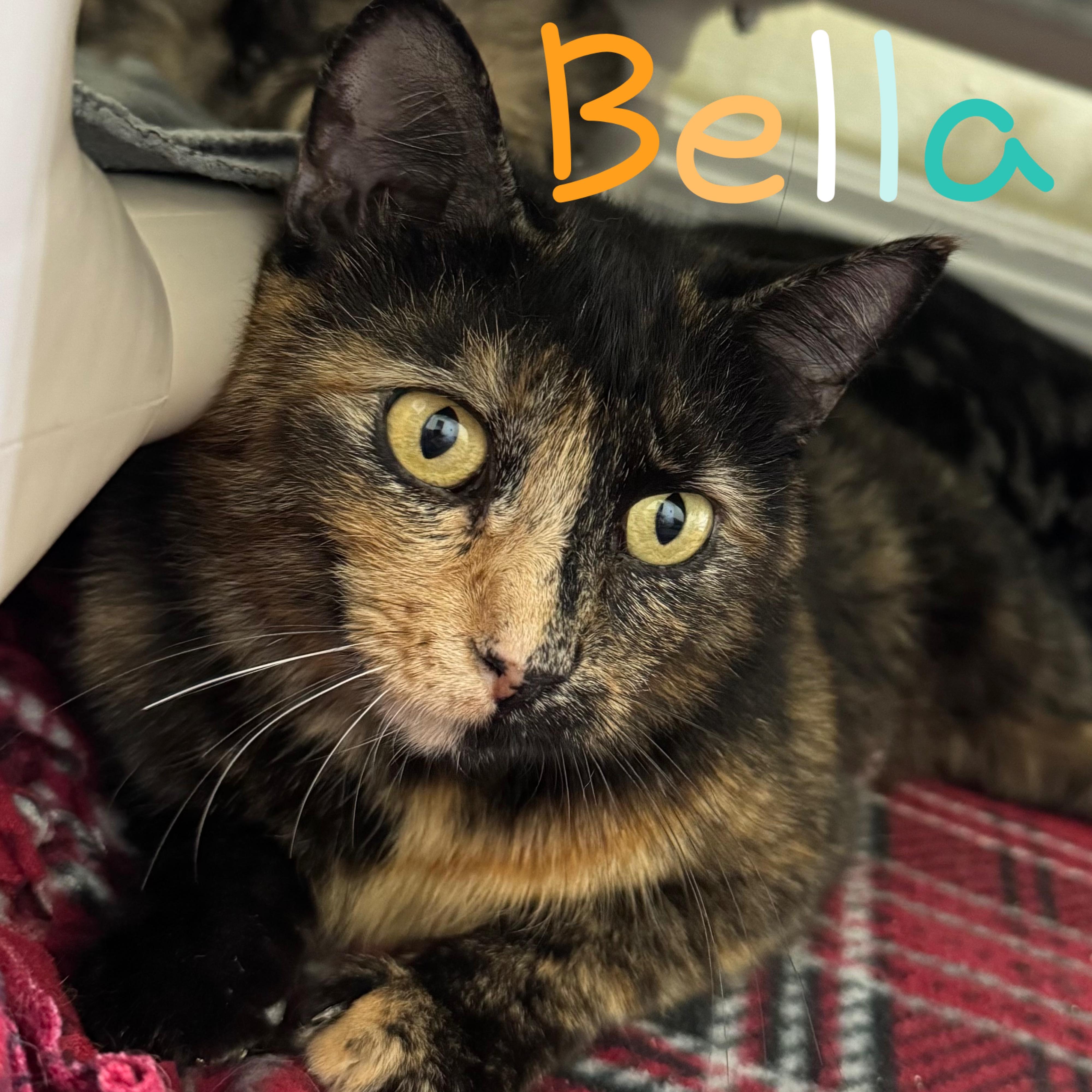 Bella, a Adoptable Domestic Short Hair in Little Falls, NY image 1/2