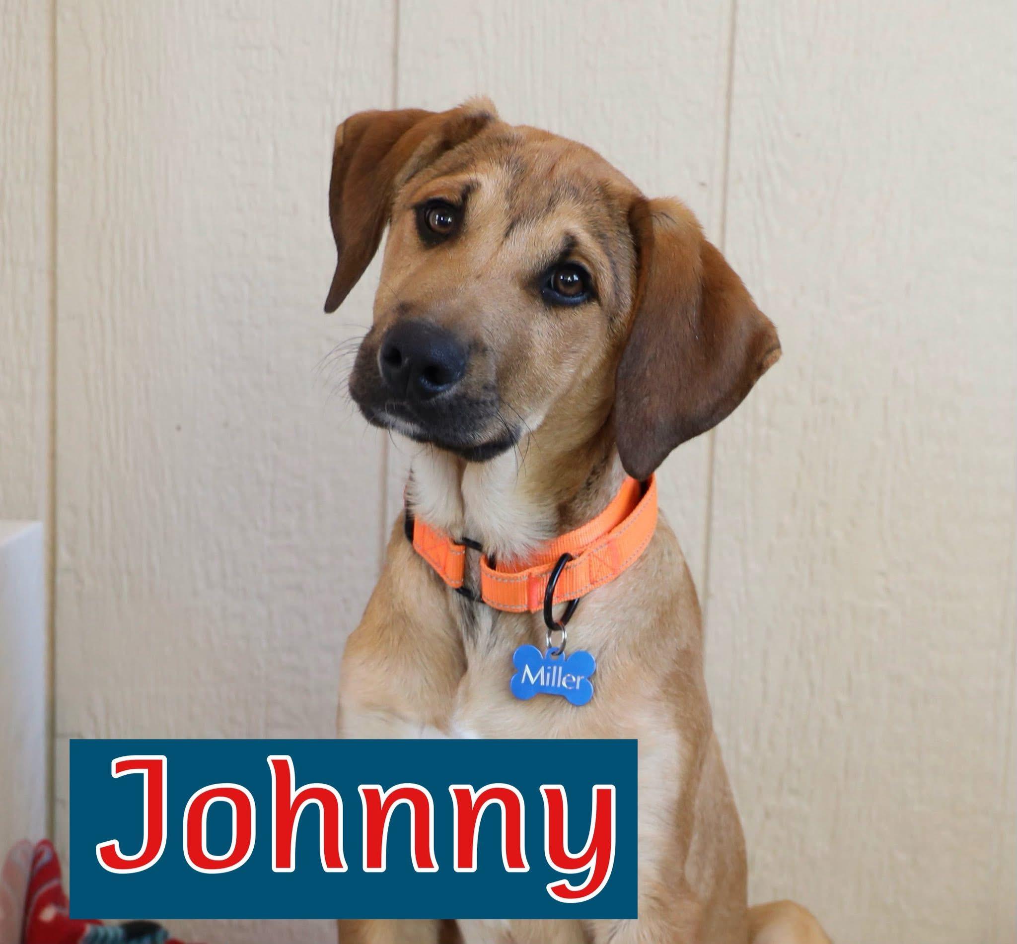 Johnny, ADOPTABLE, Young Male Hound.