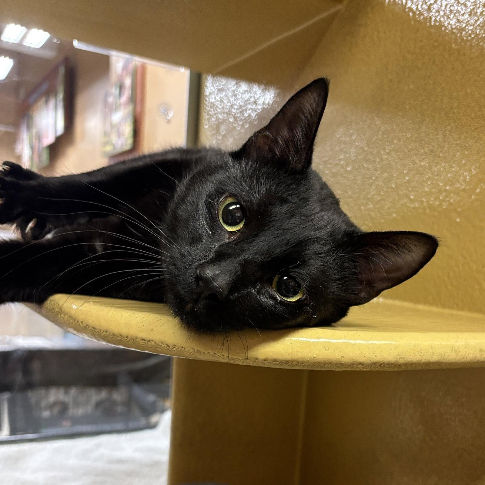 Enlarge Ziggy, a Adoptable Domestic Short Hair in Sonora, CA image 1/1