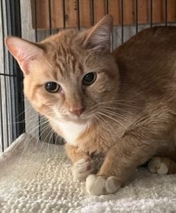 Enlarge Moonpie, a Adoptable Tabby in Porter, TX image 1/1