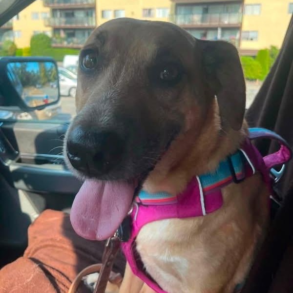 Peanut, a ADOPTABLE Mixed Breed in North Vancouver, BC image 3/4
