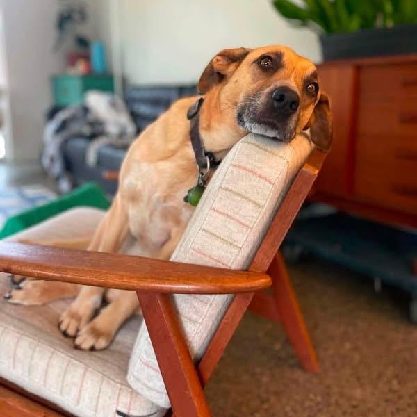Peanut, a ADOPTABLE Mixed Breed in North Vancouver, BC image 2/4