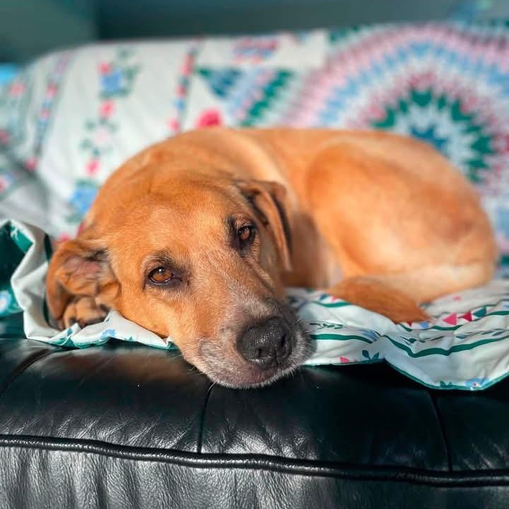 Peanut, a ADOPTABLE Mixed Breed in North Vancouver, BC image 1/4