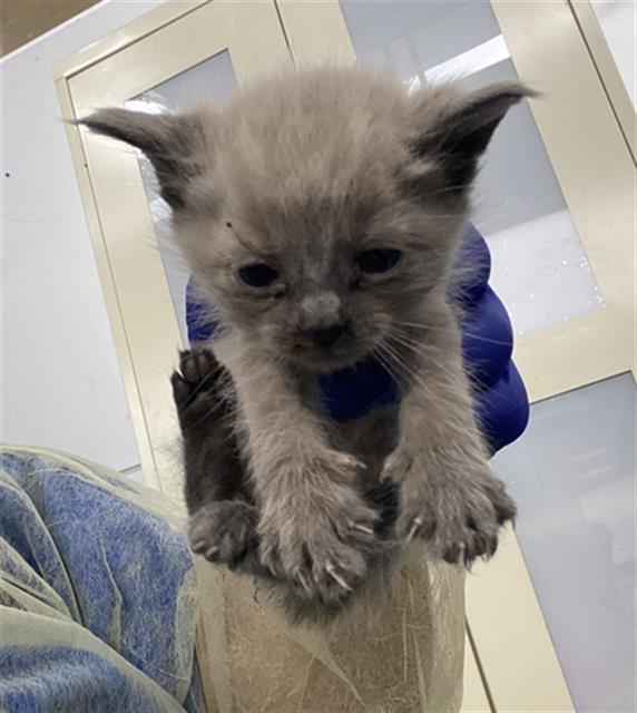 Enlarge CLOUD, a Adoptable Domestic Short Hair in Dallas, TX image 1/1