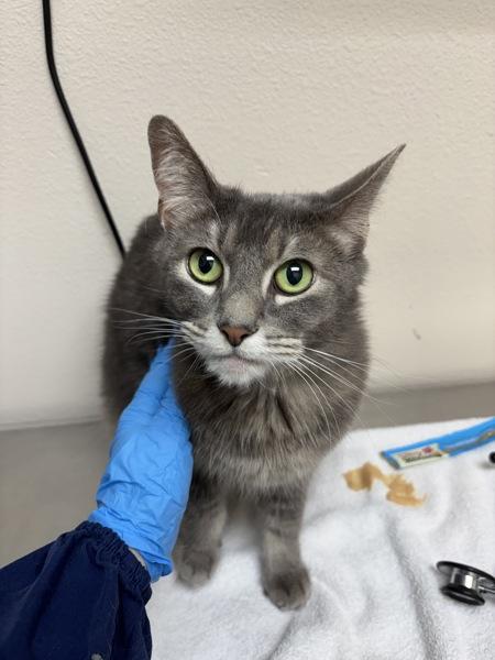 Enlarge Gracie, a Adoptable mixed breed in Sherwood, OR image 1/1