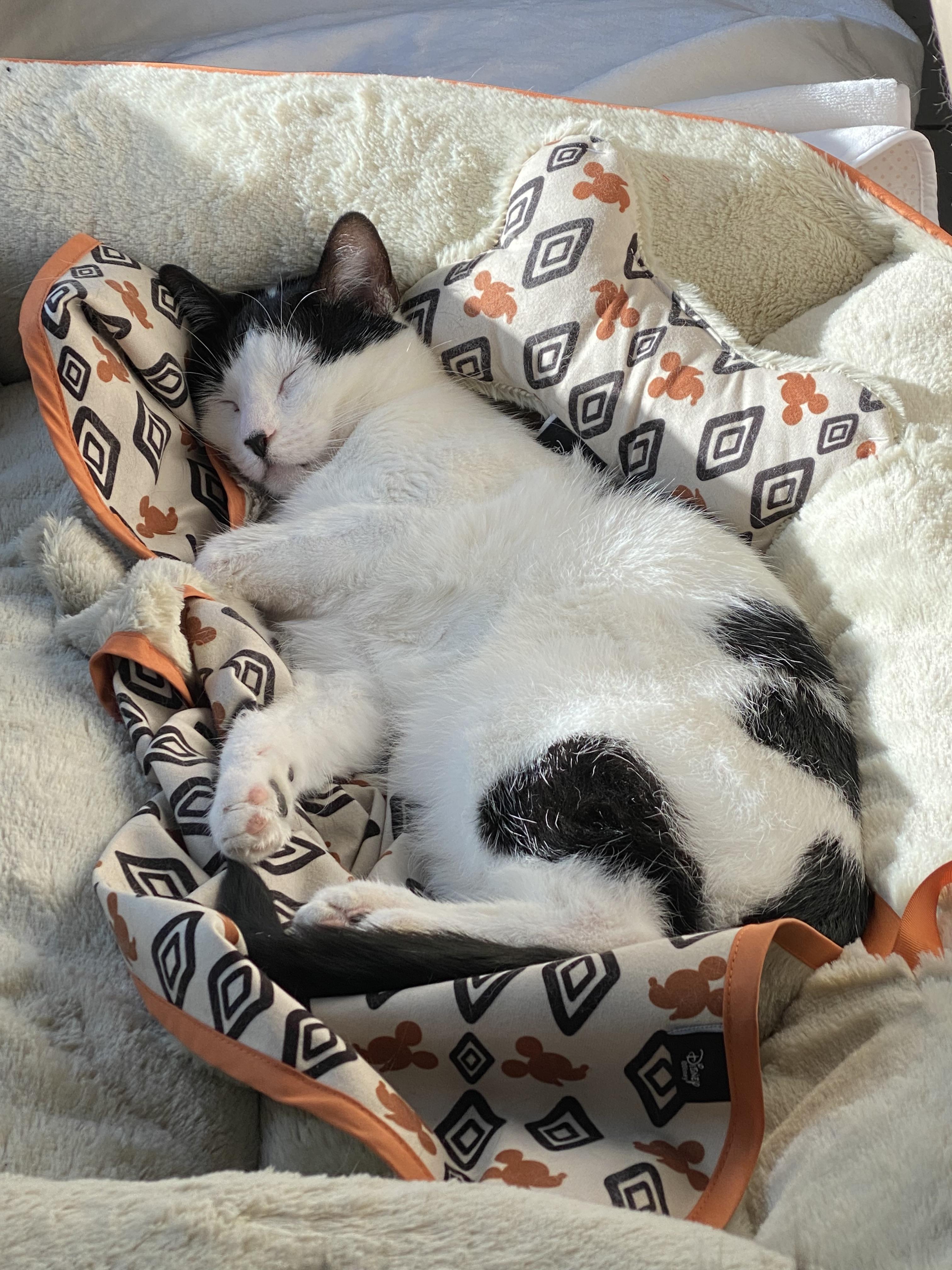 Valentino 2, a ADOPTABLE Domestic Short Hair in El Cajon, CA image 1/3