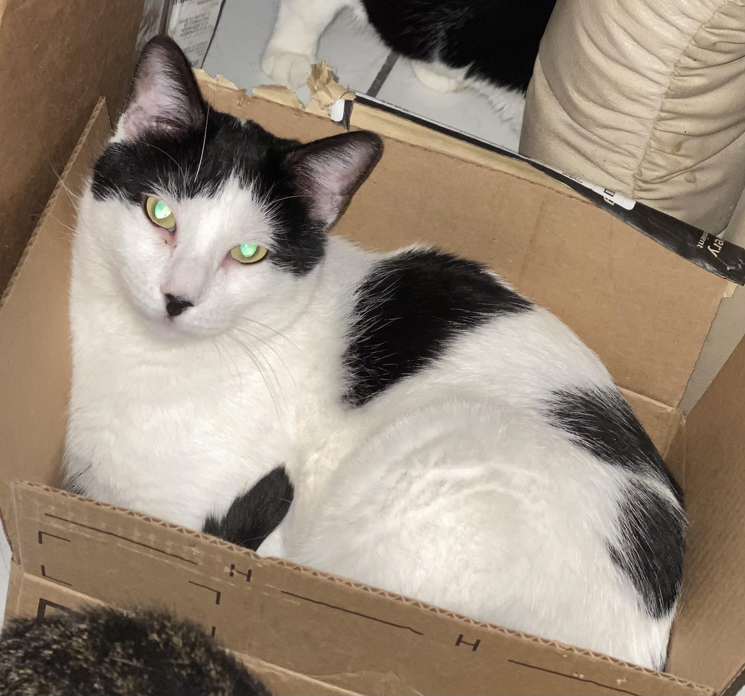 Valentino 2, a ADOPTABLE Domestic Short Hair in El Cajon, CA image 3/3