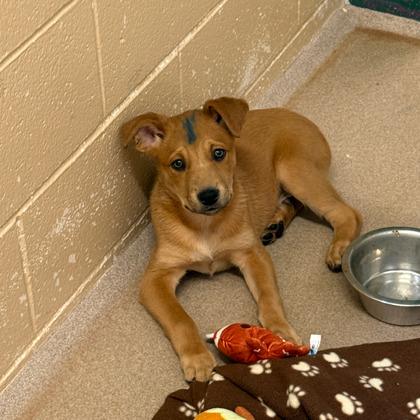 Hershey — thumbnail 2