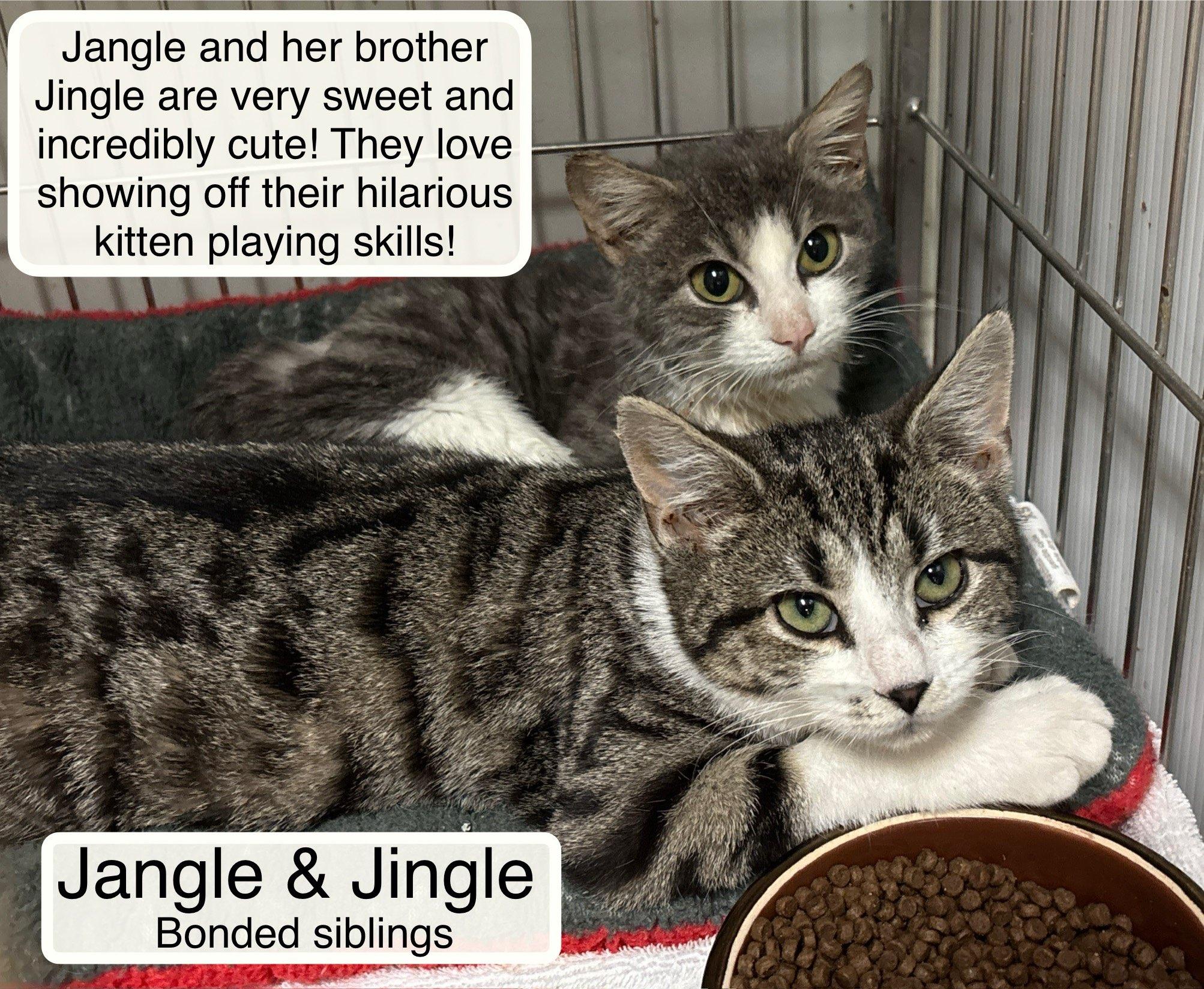 Jingle and Jangle in foster care, ADOPTABLE, Kitten Female Domestic Short Hair.