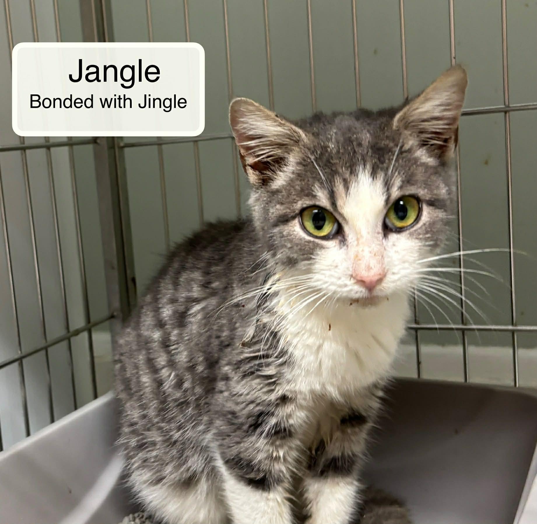 Enlarge Jingle bonded with Jangle in foster care, an adopted Domestic Short Hair in Ellicott City, MD image 2/2