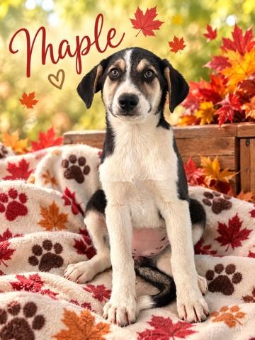 Maple (Orchard Litter), Adopted, Puppy Female Australian Shepherd & Black Labrador Retriever.