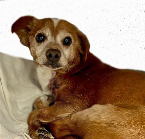 XAVIER*, Adoptable, Senior Male Chihuahua.