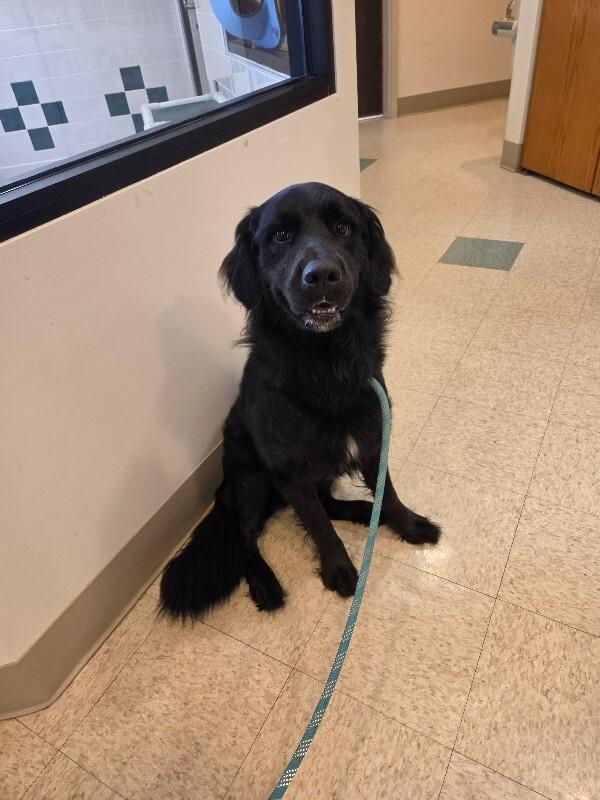 Kai'lo, Adopted, Adult Male Bernese Mountain Dog & Golden Retriever.