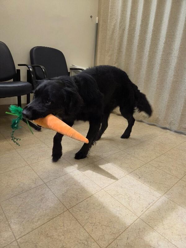 Enlarge Kai'lo, a Adopted mixed breed in Bluffton, IN image 2/5