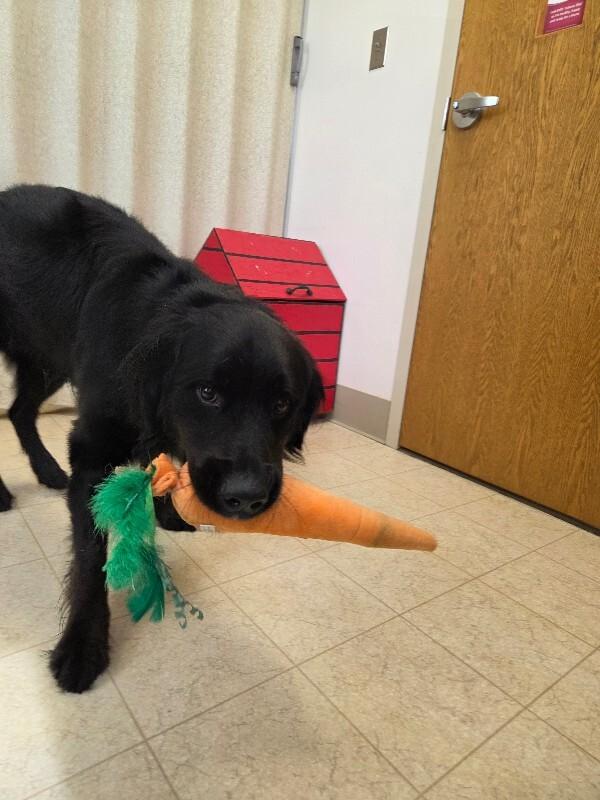 Enlarge Kai'lo, a Adopted mixed breed in Bluffton, IN image 3/5