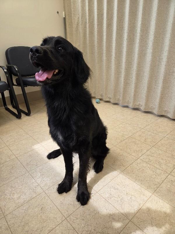 Enlarge Kai'lo, a Adopted mixed breed in Bluffton, IN image 4/5