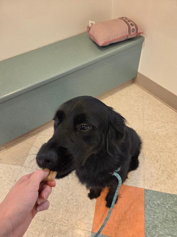 Enlarge Kai'lo, a Adopted mixed breed in Bluffton, IN image 5/5