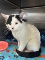 Enlarge Swervin, an adopted Domestic Short Hair in Manitowoc, WI image 1/1
