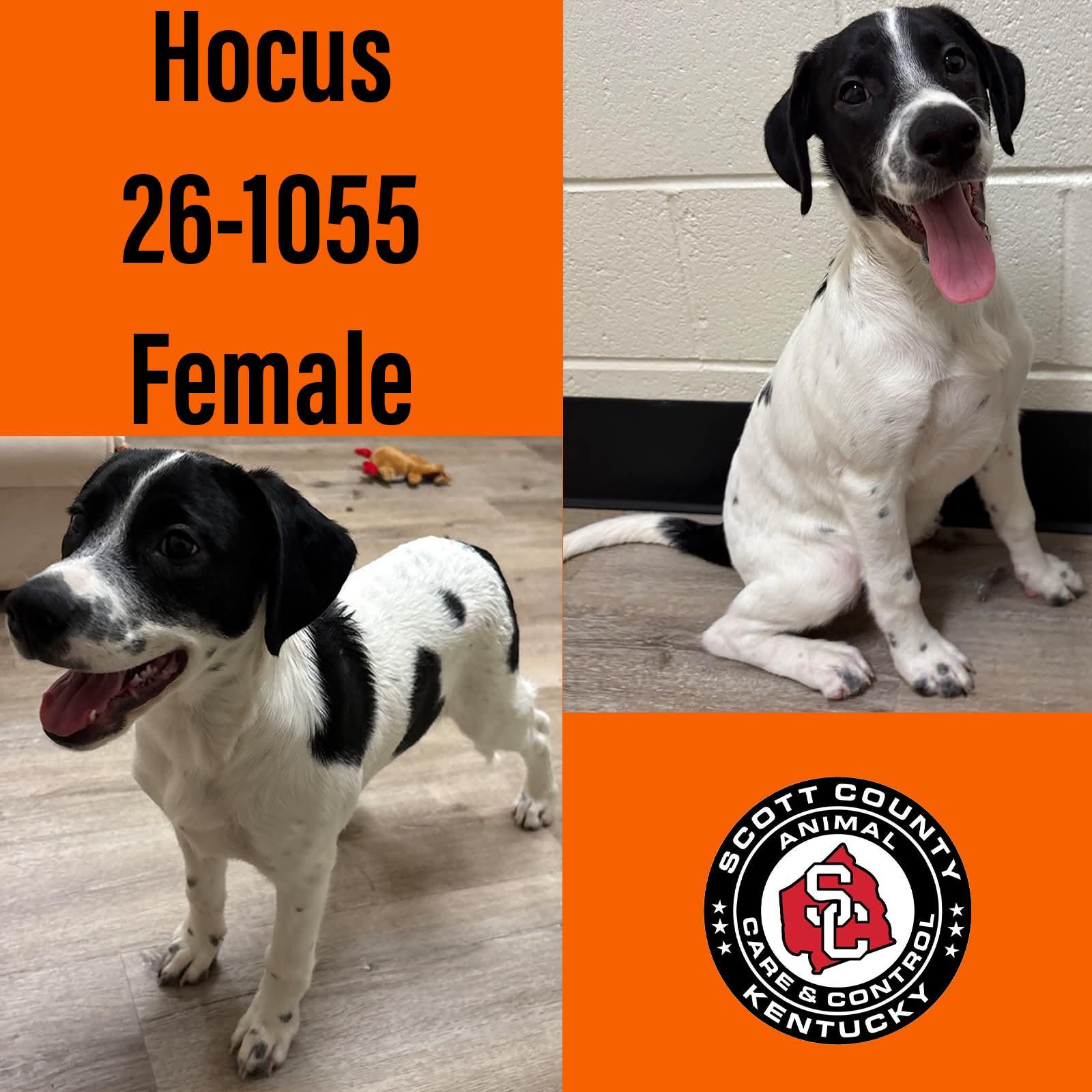 Hocus, Adoptable, Young Female Hound.