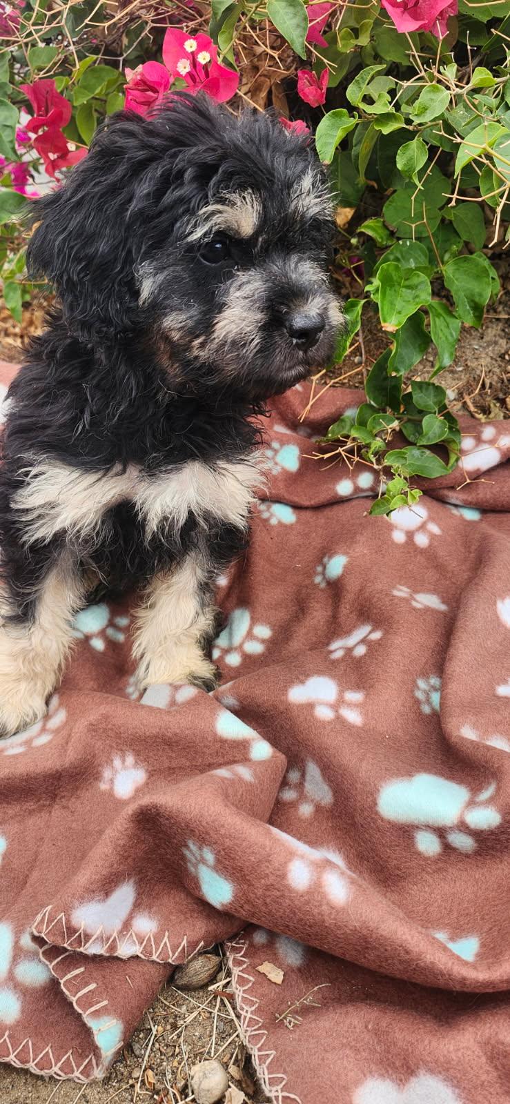 Saffron, Adoptable, Young Male Goldendoodle & Shih poo.