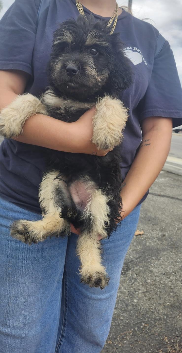 Enlarge Saffron, a Adoptable mixed breed in Torrance, CA image 2/3