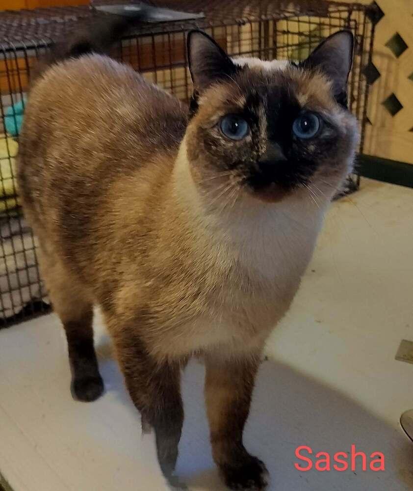 Sasha, Adoptable, Adult Female Domestic Short Hair.
