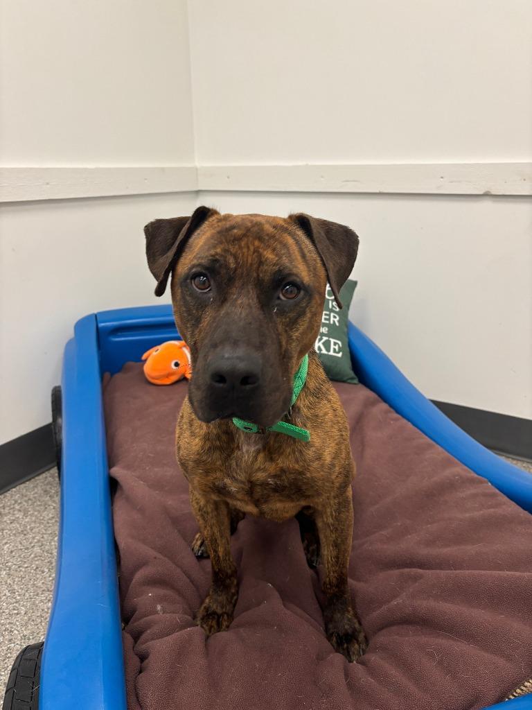 Loki, Adoptable, Adult Male Pit Bull Terrier & Hound.