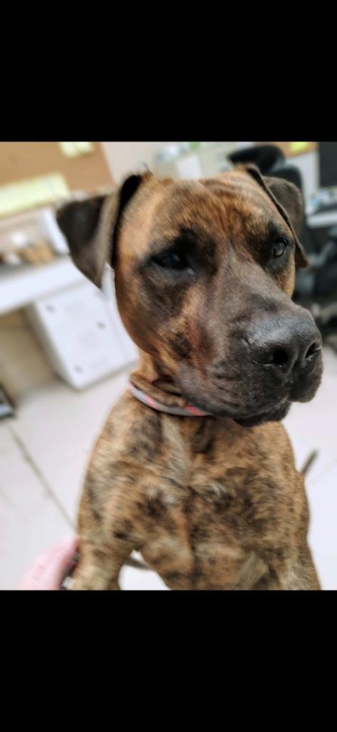 Enlarge Loki, a Adoptable mixed breed in Findlay, OH image 3/6