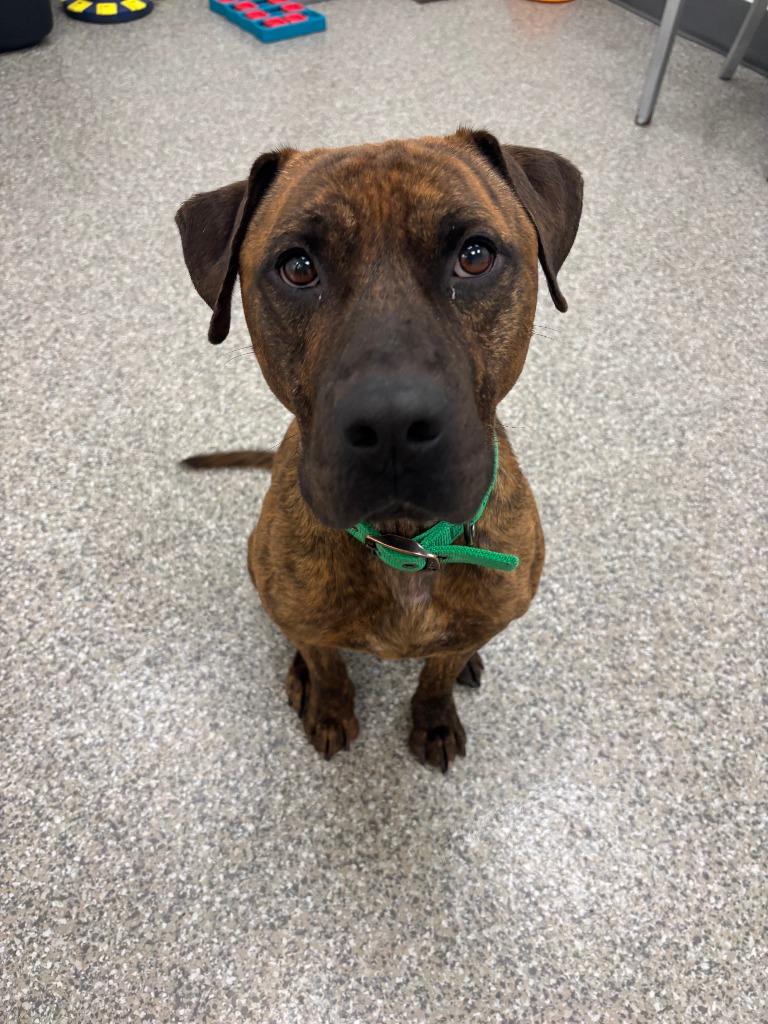 Enlarge Loki, a Adoptable mixed breed in Findlay, OH image 4/6