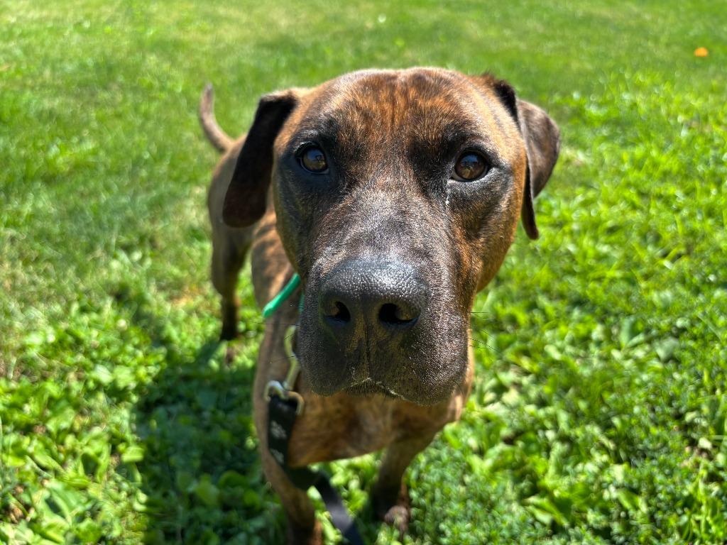 Enlarge Loki, a Adoptable mixed breed in Findlay, OH image 5/6