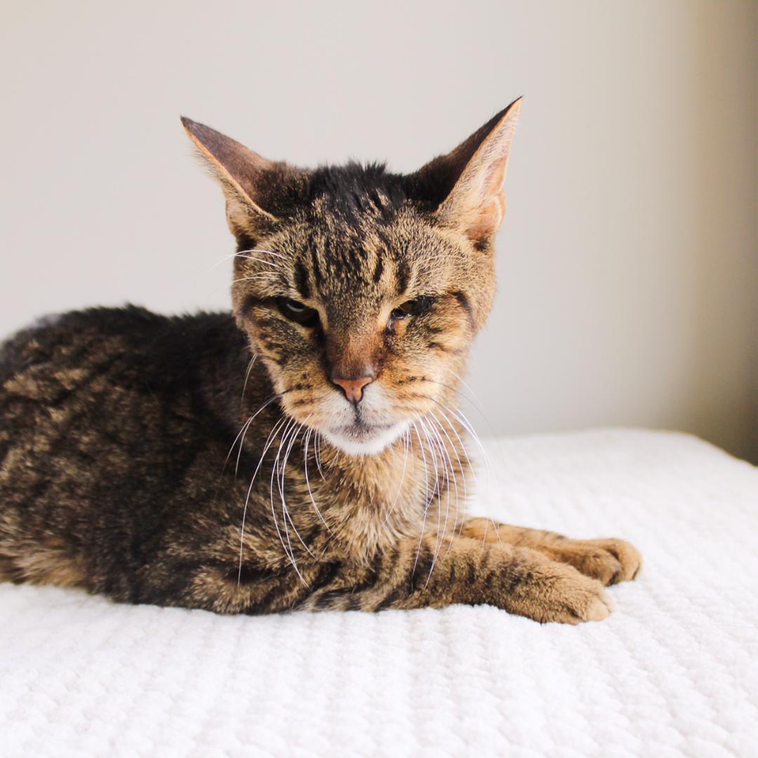 Chase, Adoptable, Senior Male Tabby.