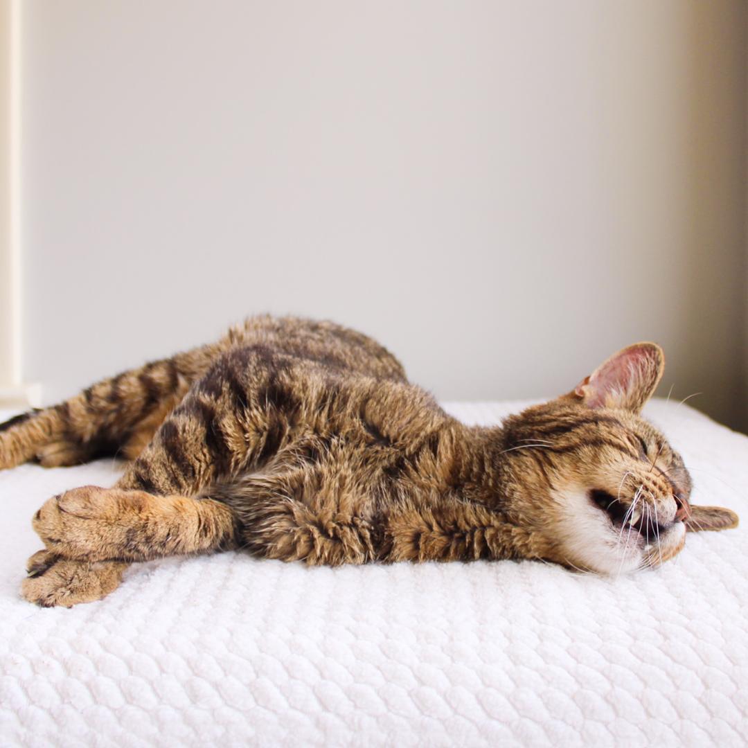 Chase, a Adoptable Tabby in Wayne, NJ image 2/3