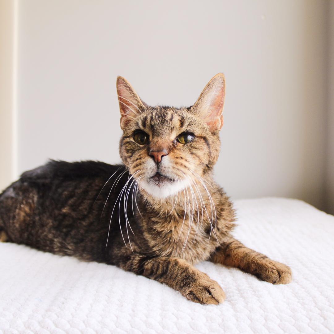 Chase, a Adoptable Tabby in Wayne, NJ image 3/3