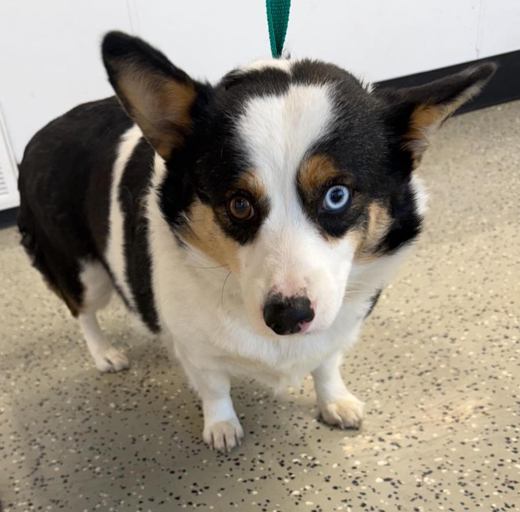 Enlarge Babe $500, a Adoptable Corgi in Milwaukee, WI image 1/1