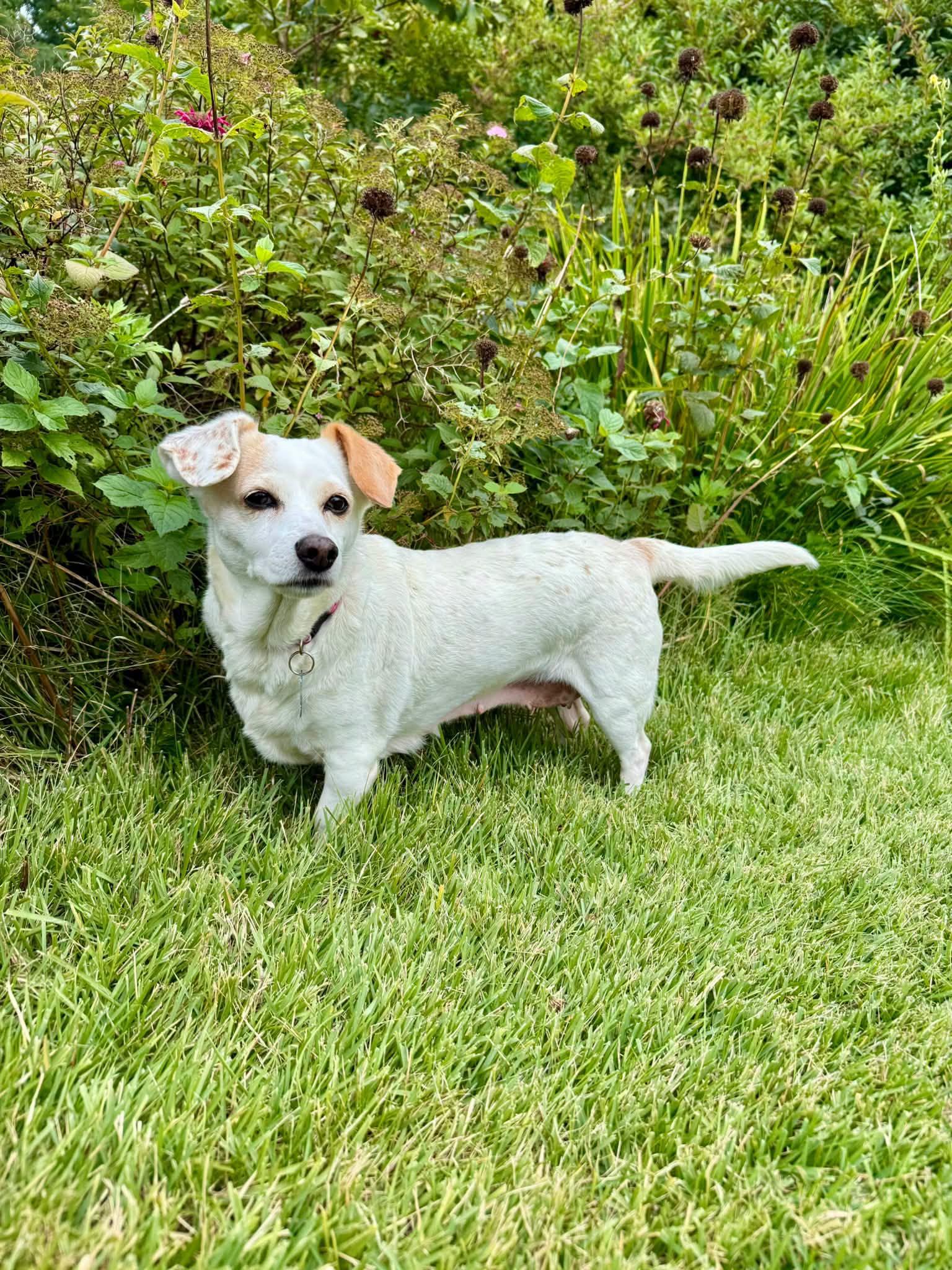 Enlarge Eve, a Adoptable mixed breed in Bethel, CT image 3/6