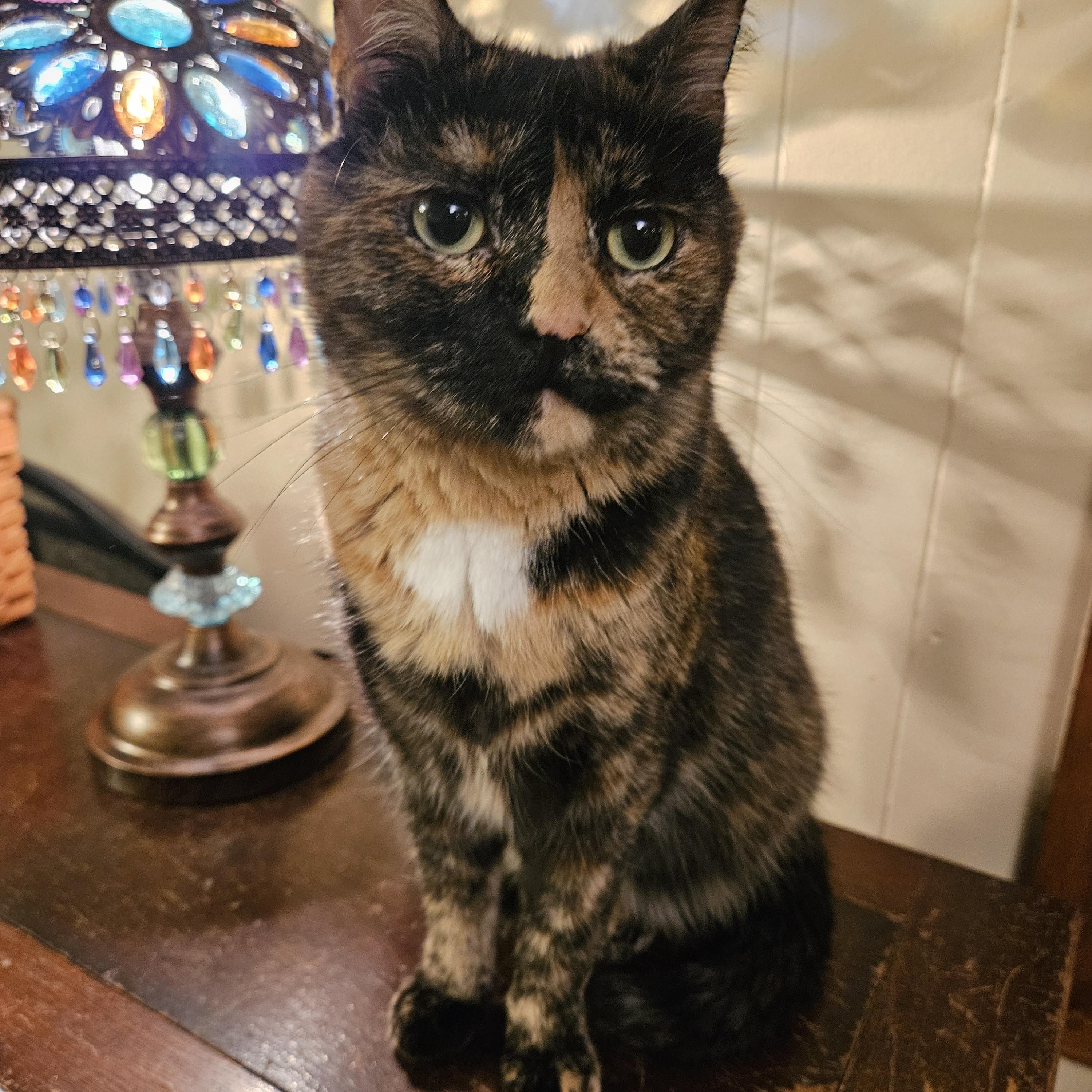 Mirabelle, a ADOPTABLE Domestic Short Hair in Charlotte, NC image 1/4