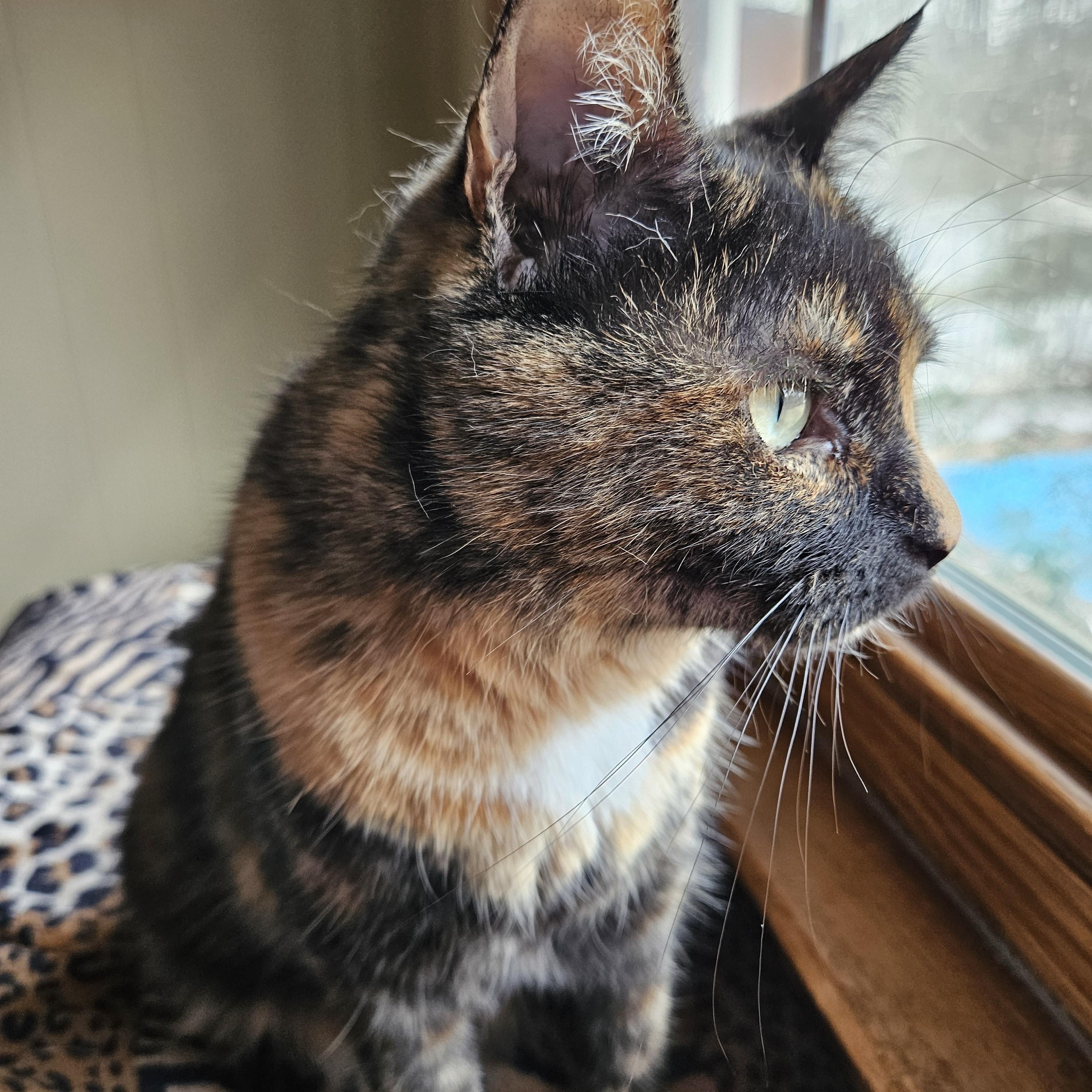 Mirabelle, a ADOPTABLE Domestic Short Hair in Charlotte, NC image 2/4