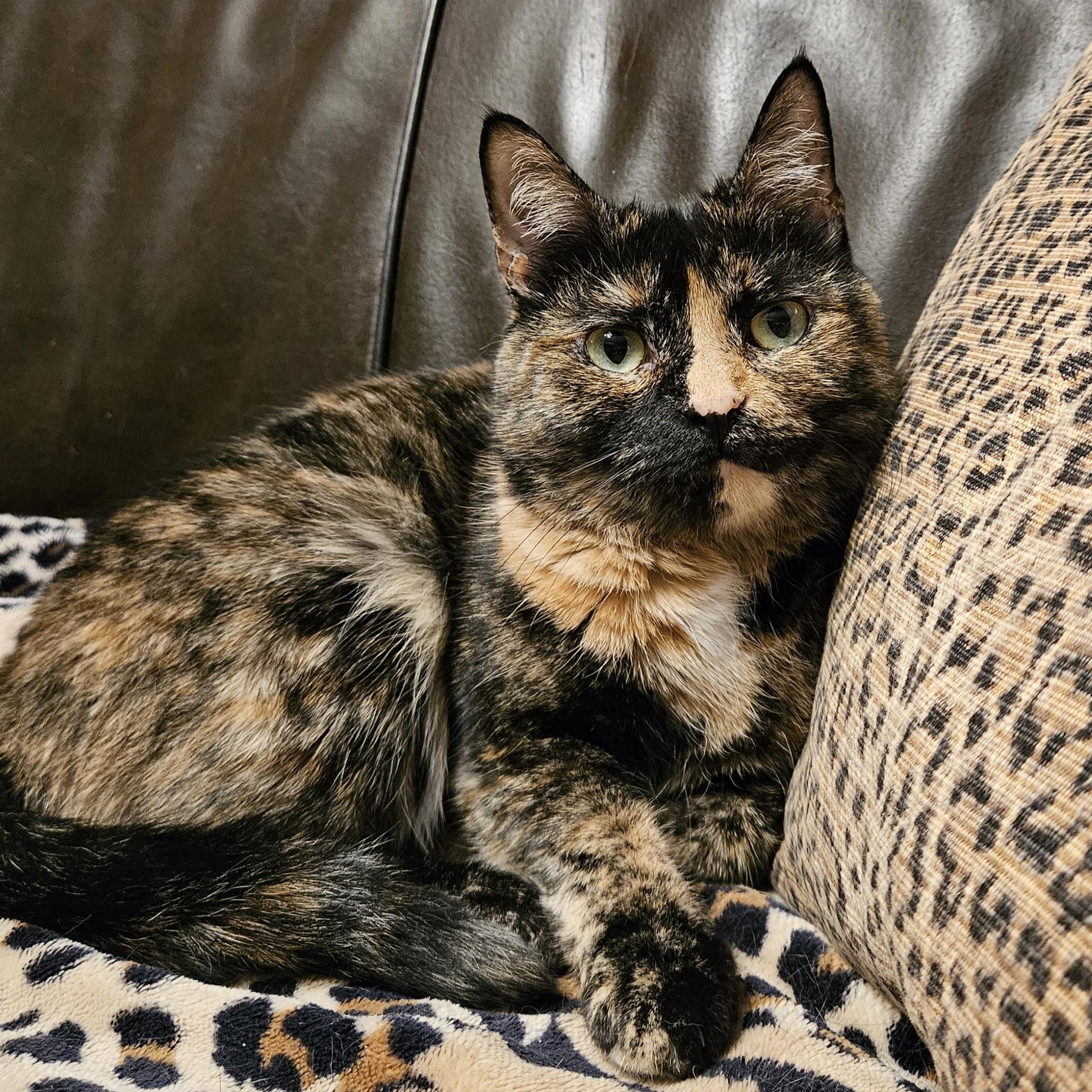 Mirabelle, a ADOPTABLE Domestic Short Hair in Charlotte, NC image 3/4