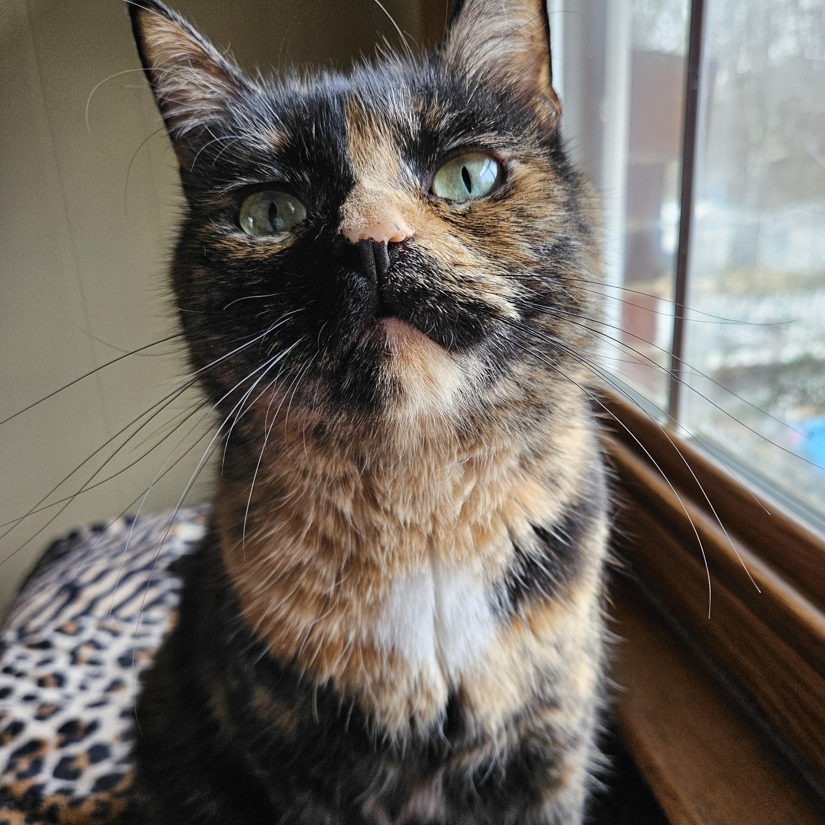 Mirabelle, a ADOPTABLE Domestic Short Hair in Charlotte, NC image 4/4