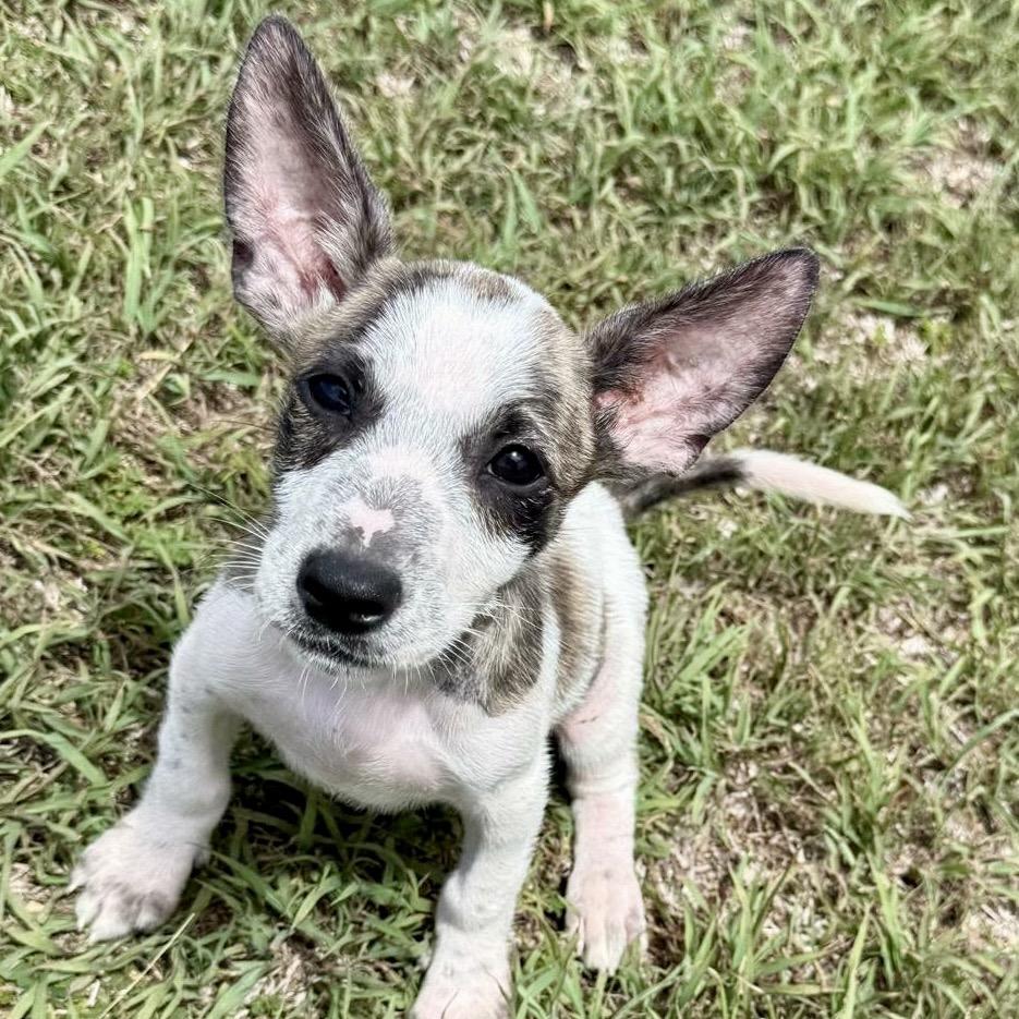 Cooper, Adoptable, Puppy Male Jack Russell Terrier & Mixed Breed.
