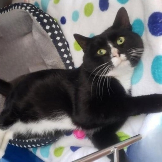 Saint Nick, a ADOPTABLE Domestic Short Hair in Greensburg, PA image 2/5