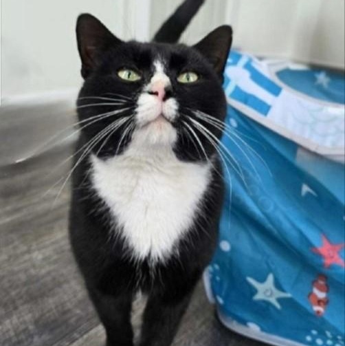 Saint Nick, ADOPTABLE, Young Male Domestic Short Hair.