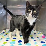 Saint Nick, a ADOPTABLE Domestic Short Hair in Greensburg, PA image 5/5